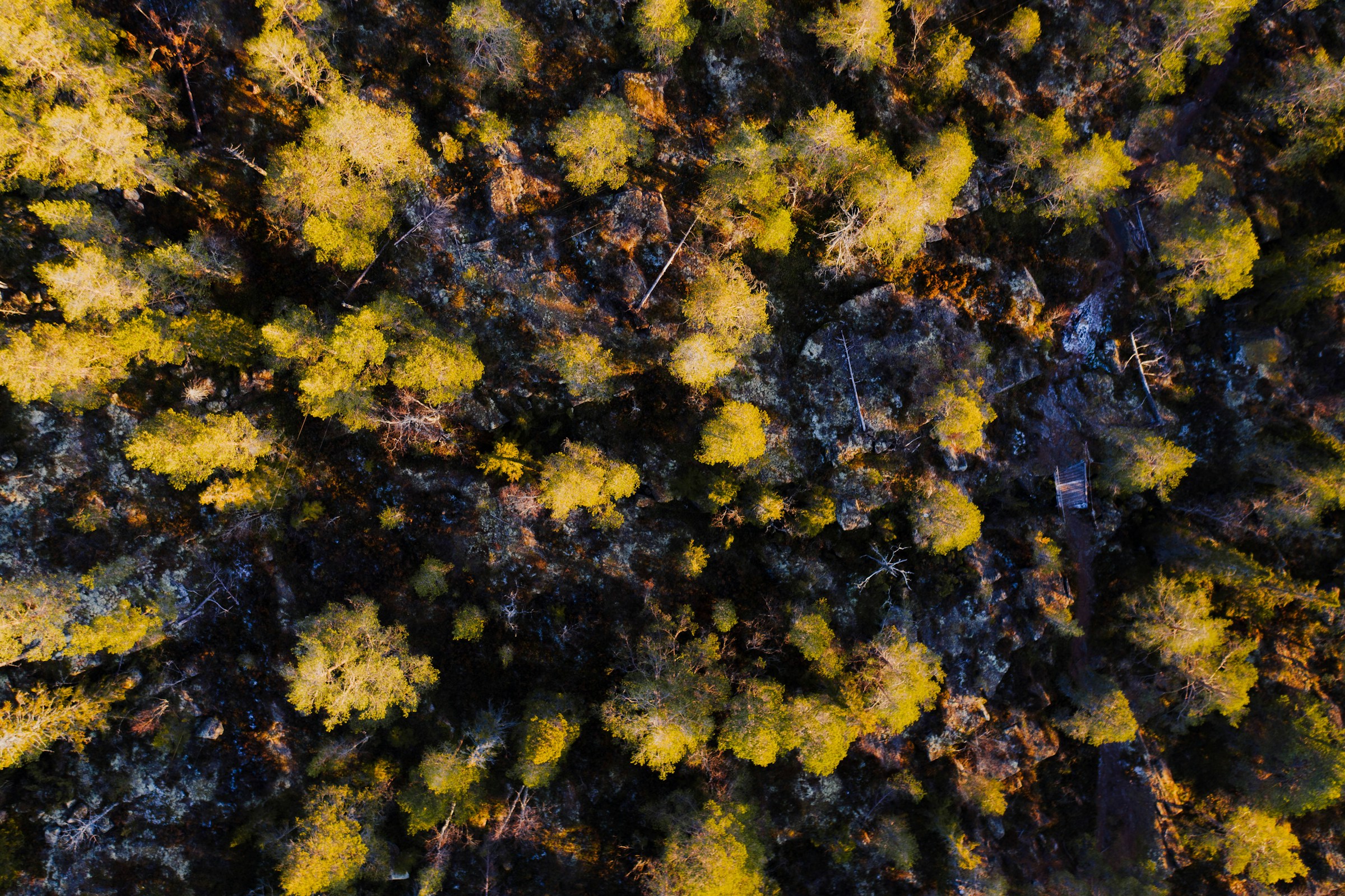 Swedish pine forest seen from above
